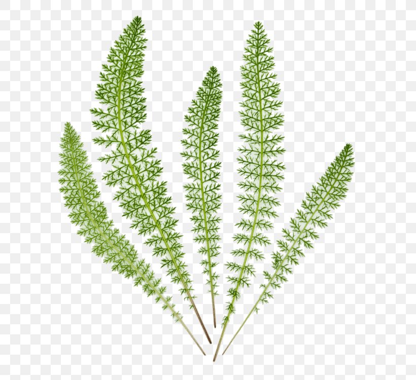 Yarrow Herb Leaf Tall Whitetop Szederbor, PNG, 750x750px, Yarrow, Bract, Flower, Flowering Plant, Food Download Free