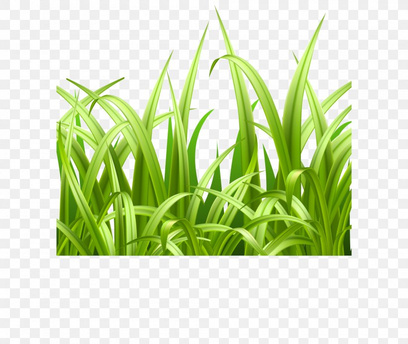 Adobe Illustrator, PNG, 2000x1688px, Artworks, Commodity, Grass, Grass Family, Green Download Free
