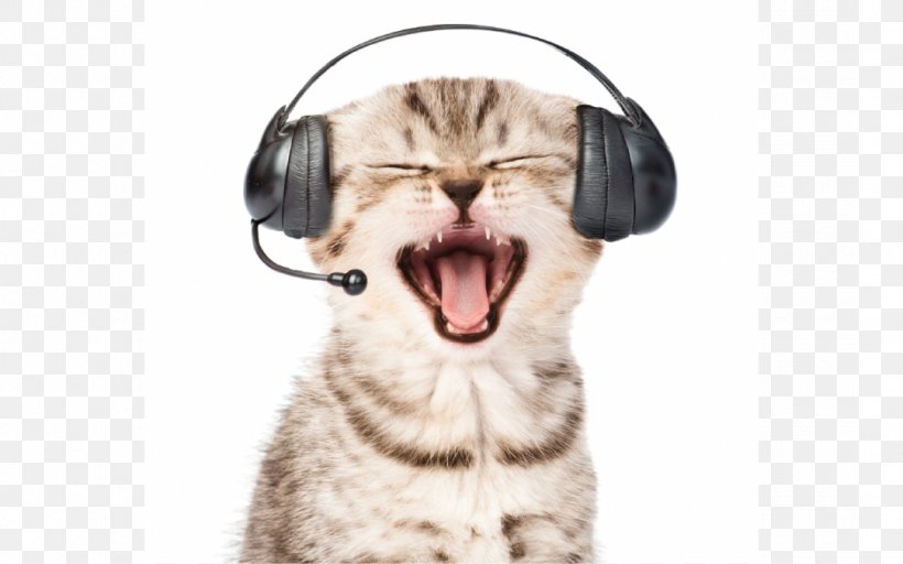 Cat Kitten Party Hat Birthday Stock Photography, PNG, 1080x675px, Cat, Audio, Audio Equipment, Birthday, Carnivoran Download Free