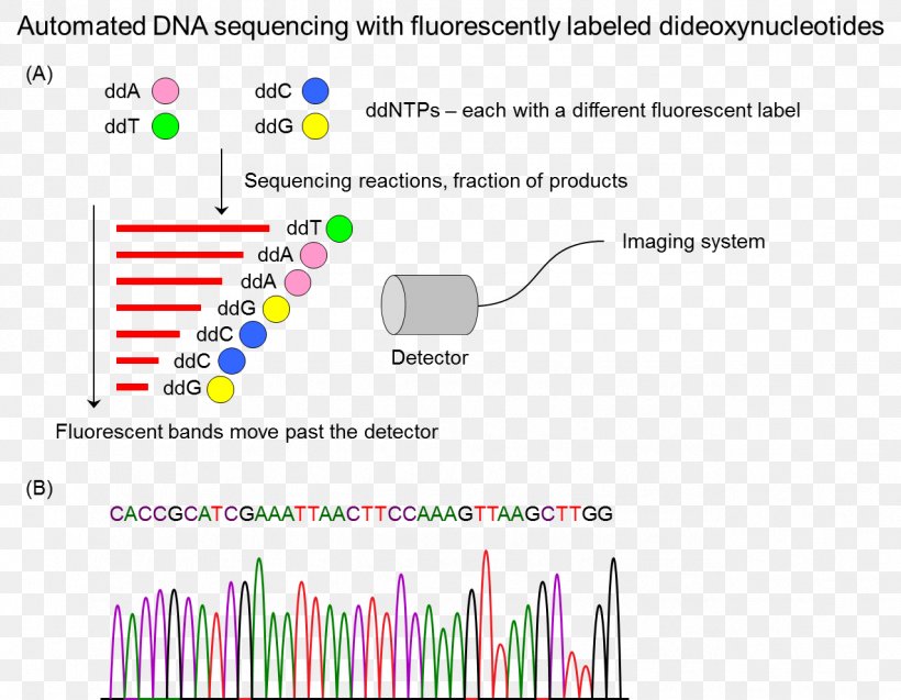 DNA Sequencing Sequence Analysis Molecular Biology, PNG, 1277x993px, Sequencing, Artificial Gene Synthesis, Biology, Brand, Diagram Download Free