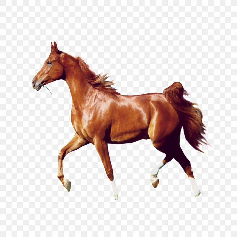 Morgan Horse American Quarter Horse Stallion Orlov Trotter Mare, PNG, 1024x1024px, Morgan Horse, American Quarter Horse, Animal, Animal Figure, Breed Download Free
