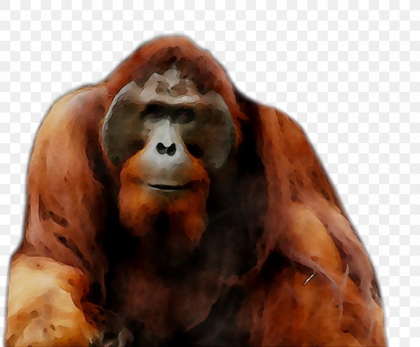 Orangutan Gorilla Monkey Fur Terrestrial Animal, PNG, 1315x1089px, Orangutan, Animal, Fur, Gorilla, Monkey Download Free