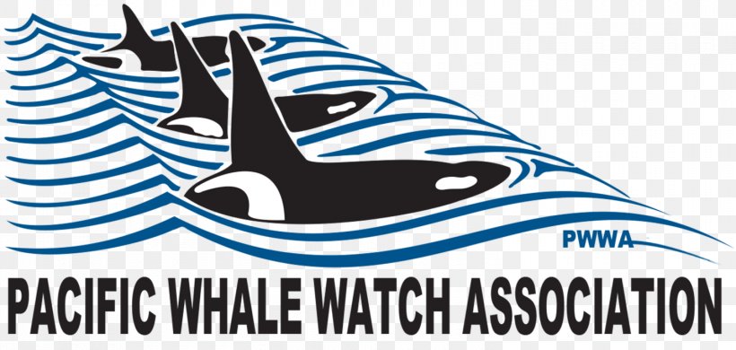 Whale Watching Killer Whale Puget Sound Clip Art, PNG, 1500x715px, Whale Watching, Area, Artwork, Black And White, Blue Download Free