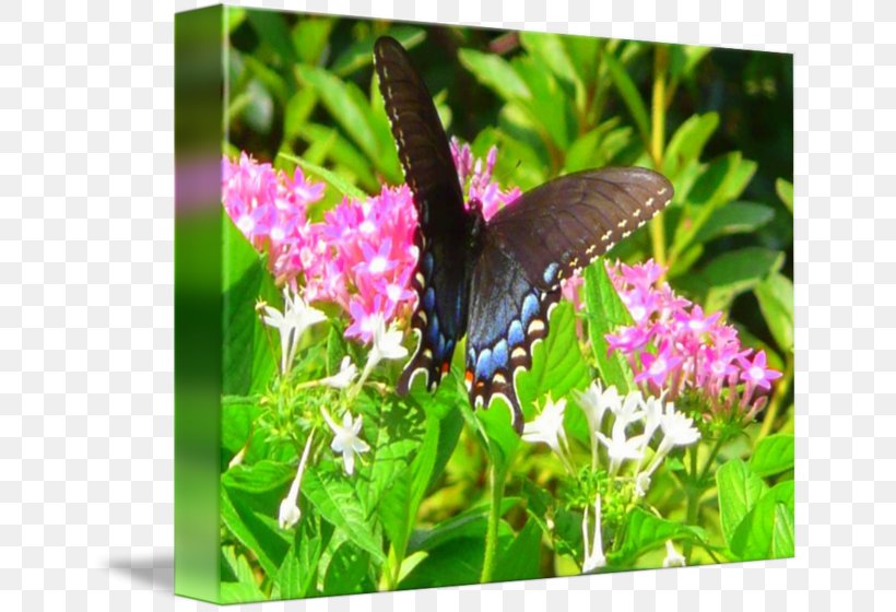 Brush-footed Butterflies Butterfly Moth Nectar Lilac, PNG, 650x560px, Brushfooted Butterflies, Brush Footed Butterfly, Butterflies And Moths, Butterfly, Flower Download Free