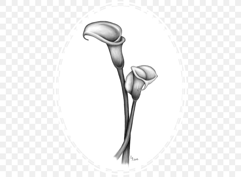 Drawing Arum-lily Lilium Art Sketch, PNG, 600x600px, Drawing, Art, Arum, Arum Lilies, Arumlily Download Free