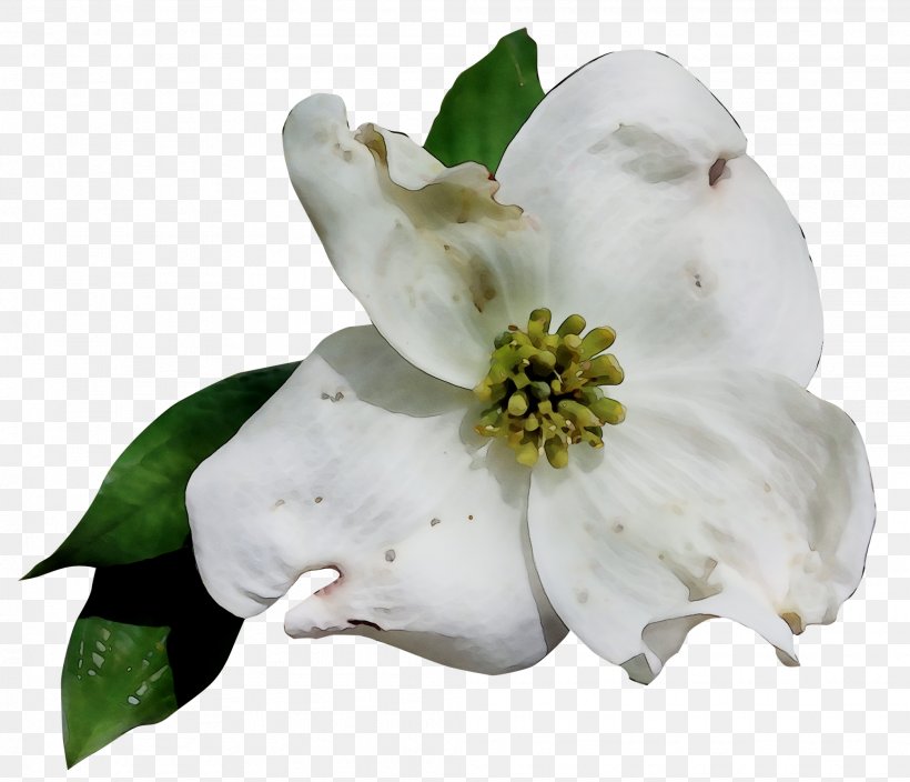 Gardenia Magnolia Family, PNG, 2015x1731px, Gardenia, Blossom, Flower, Flowering Dogwood, Flowering Plant Download Free