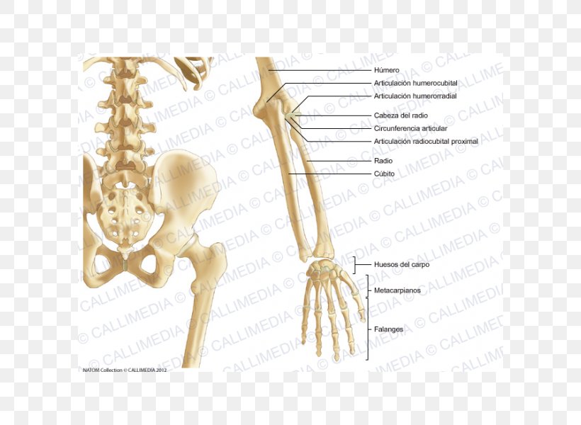 Pelvis Bone Forearm Anatomy Human Skeleton, PNG, 600x600px, Watercolor, Cartoon, Flower, Frame, Heart Download Free