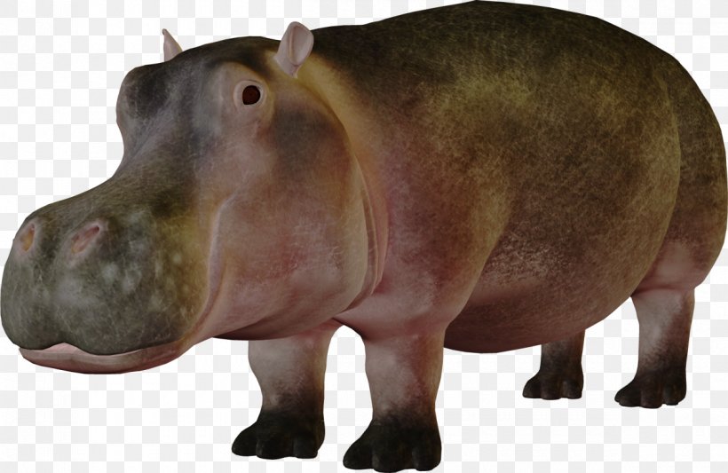 Pygmy Hippopotamus Koala Hippo's Yawn, PNG, 1200x781px, Pygmy Hippopotamus, Archive File, Choeropsis, Fauna, Hexaprotodon Download Free