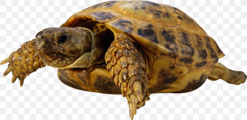 Sea Turtle Reptile Tortoise, PNG, 1600x782px, Turtle, Animal, Box Turtle, Chelydridae, Chinese Pond Turtle Download Free