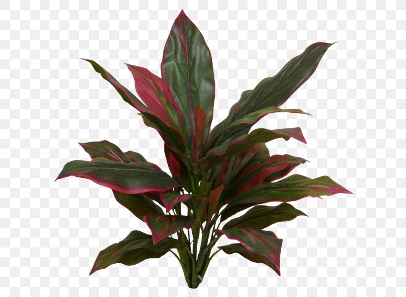Ti Leaf Plant Stem New Zealand Cabbage Tree Evergreen, PNG, 800x600px, Leaf, Cordyline, Evergreen, Flower Bouquet, Flowerpot Download Free