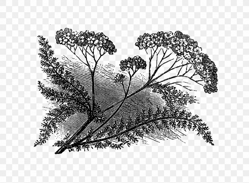 Yarrow Drawing Botanical Illustration, PNG, 1600x1176px, Yarrow, Black And White, Botanical Illustration, Drawing, Flora Download Free