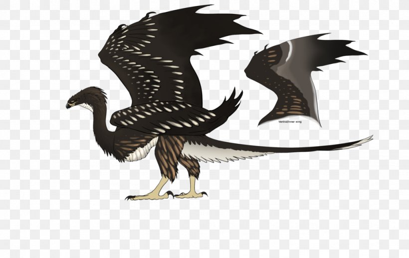 Bald Eagle Beak Dragon, PNG, 1024x646px, Bald Eagle, Beak, Bird, Bird Of Prey, Dragon Download Free