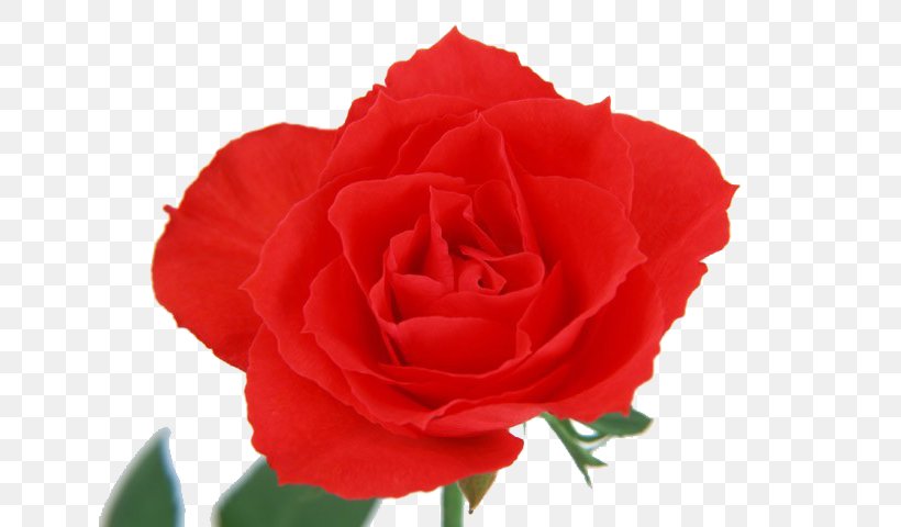 Beach Rose Flower Red Color, PNG, 640x480px, Beach Rose, Carnation, China Rose, Color, Cut Flowers Download Free