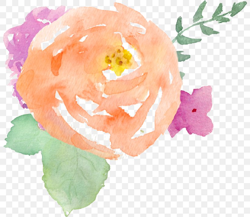 Garden Roses Watercolor Painting Photographer, PNG, 800x711px, Garden Roses, Art, Cabbage Rose, Floral Design, Flower Download Free