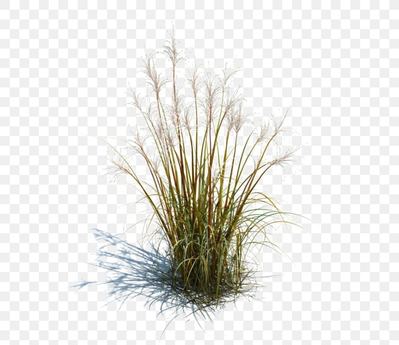 Tallgrass Prairie Ornamental Grass Grasses Lawn Ornamental Plant, PNG, 710x710px, Tallgrass Prairie, Garden, Grass, Grass Family, Grasses Download Free
