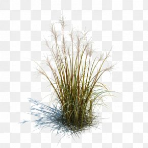 Ornamental Grass Grasses Lawn Ornamental Plant, PNG, 600x800px ...