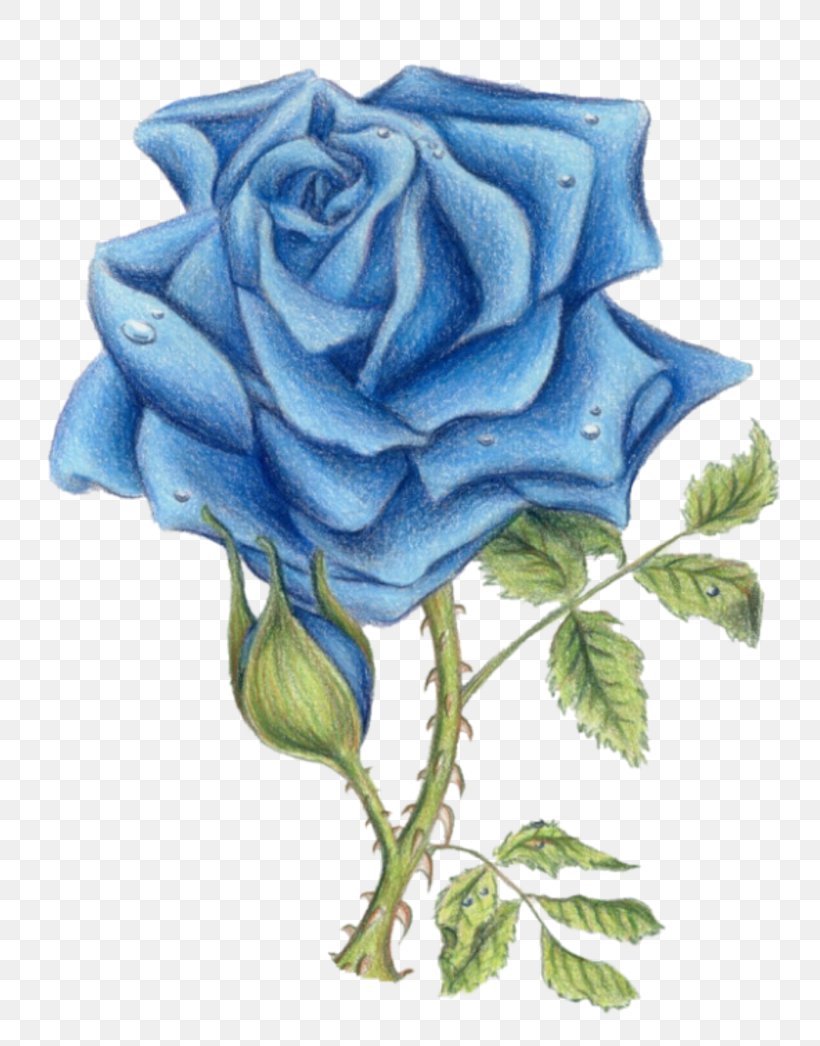 Blue Rose Sureños Garden Roses Mexican Mafia, PNG, 800x1046px, Blue Rose, Beach Rose, Blue, Cabbage Rose, Cut Flowers Download Free