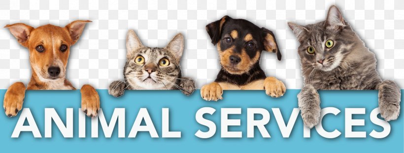 Cat Dog Veterinarian Pet Clinique Vétérinaire, PNG, 1709x650px, Cat, Animal, Animal Figure, Animal Shelter, Animal Welfare Download Free