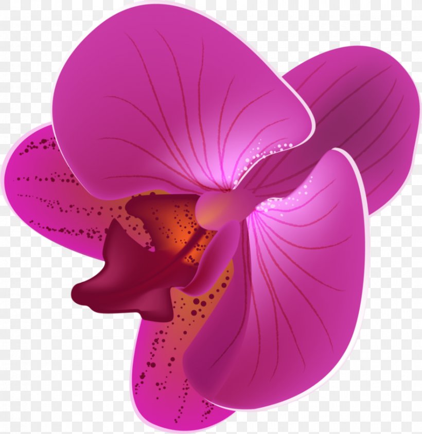 Flower Moth Orchids, PNG, 881x907px, Flower, Flowering Plant, Lilac, Magenta, Moth Orchid Download Free