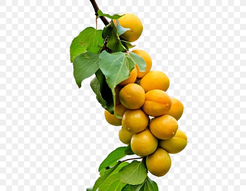 Fruit Tree Seed Fruit Tree Apricot, PNG, 500x639px, Fruit, Apricot, Apricot Kernel, Auglis, Bonsai Download Free