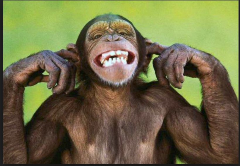 Monkey World Ape Capuchin Monkey Haplorhini, PNG, 1142x792px, Monkey World, Abdullahi Adamu, Aggression, Animal, Ape Download Free