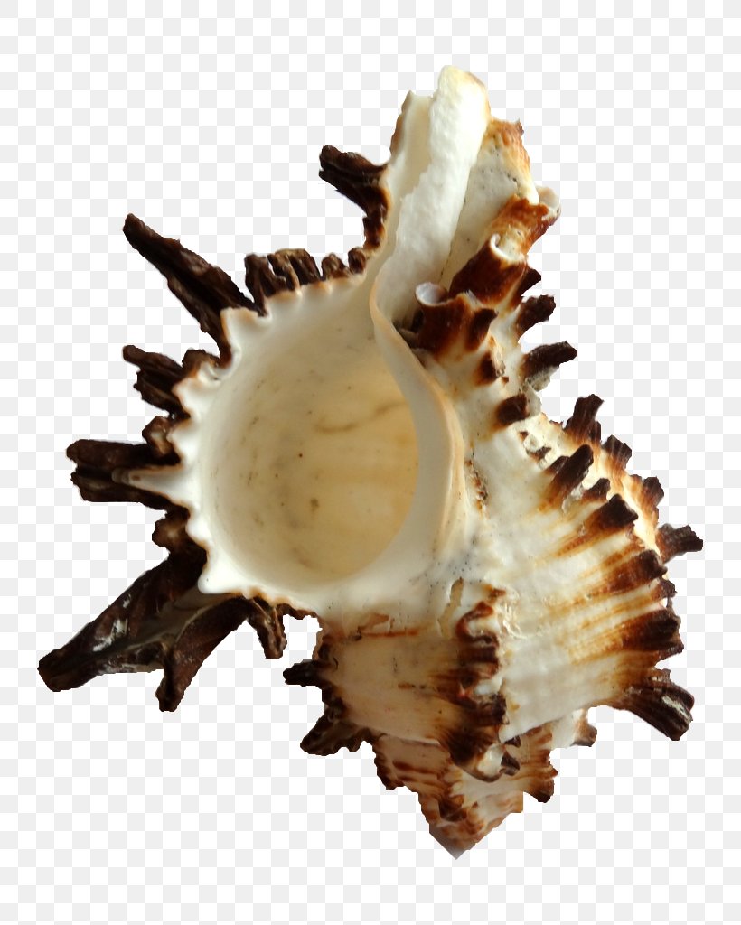 Seashell Clam Conchology Cockle Shankha, PNG, 768x1024px, Seashell, Caracola, Clam, Clams Oysters Mussels And Scallops, Cockle Download Free