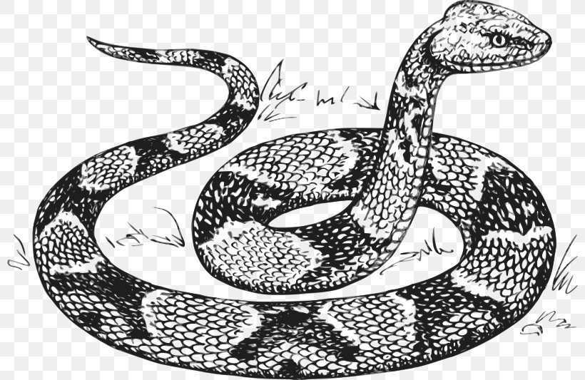 Snake Reptile Drawing Sketch, PNG, 800x533px, Snake, Black And White, Boa Constrictor, Boas, Copperhead Download Free