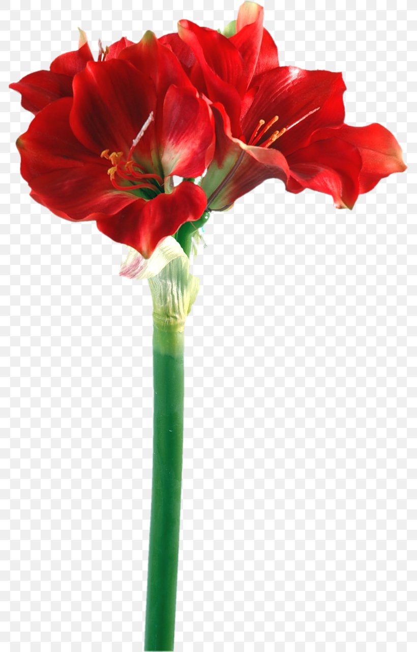 Amaryllis Iris Germanica Bulb Flower Lilium, PNG, 787x1280px, Amaryllis, Amaryllis Belladonna, Amaryllis Family, Artificial Flower, Bolgewas Download Free