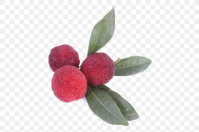 Berry Morella Rubra Food Auglis Fruit, PNG, 1024x683px, Berry, Auglis, Durio Zibethinus, Eating, Food Download Free