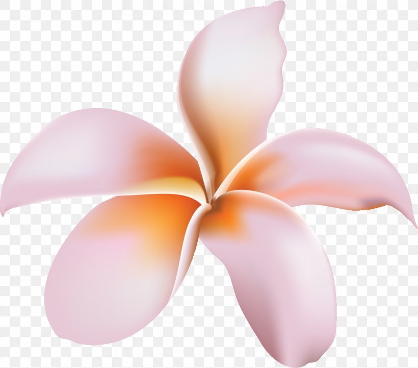 Flower Petal, PNG, 1019x896px, Flower, Dahlia, Frangipani, French Hydrangea, Hula Download Free