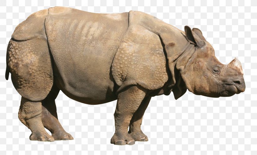 Rhinoceros Clip Art, PNG, 1600x964px, Rhinoceros, Display Resolution, Fauna, Horn, Mammal Download Free