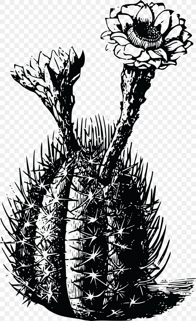 T-shirt Cactaceae Ietzmoois Thorns, Spines, And Prickles Succulent Plant, PNG, 4000x6546px, Tshirt, Art, Black And White, Branch, Cactaceae Download Free