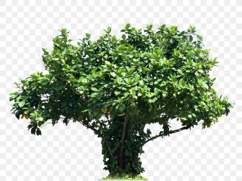 Tree Plant Shrub Plectranthus Scutellarioides, PNG, 1058x795px, Tree, Arecaceae, Barringtonia Asiatica, Branch, Evergreen Download Free