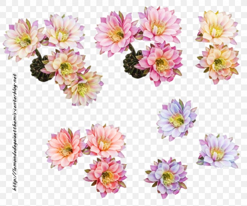 Cut Flowers Floral Design Floristry, PNG, 960x800px, Flower, Annual Plant, Aster, Blog, Chrysanthemum Download Free