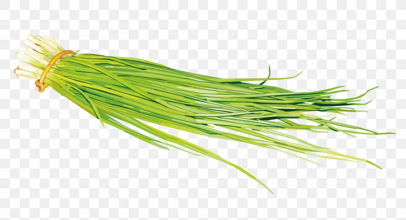 Onion Painting Vegetable Scallion, PNG, 1967x1067px, Shallot, Allium Fistulosum, Color, Grass, Grass Family Download Free