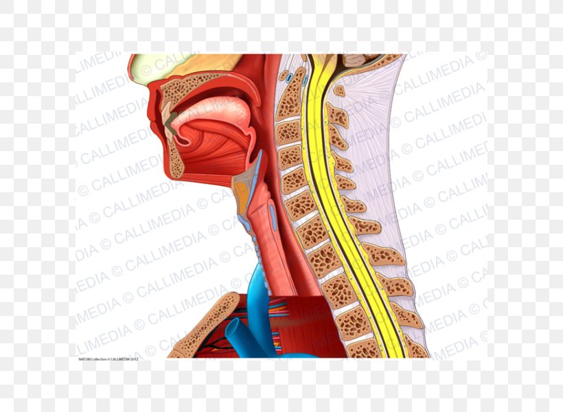 Shoulder Human Anatomy Neck Muscle, PNG, 600x600px, Watercolor, Cartoon, Flower, Frame, Heart Download Free