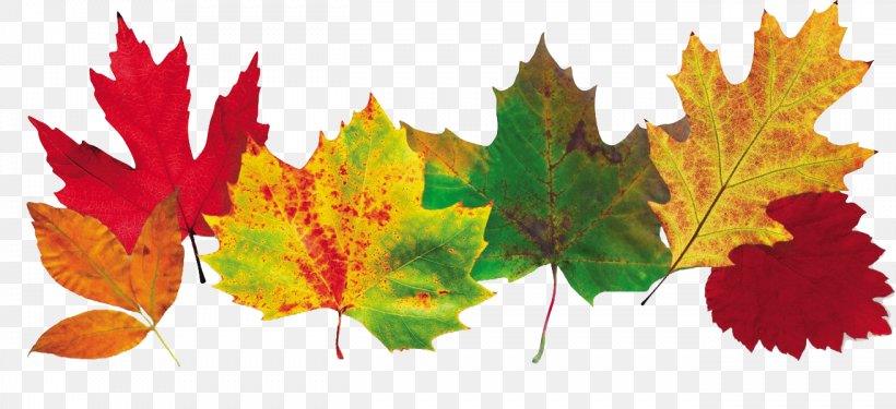 Autumn Leaf Color 2018 Thanksgiving Family Reunion Cruise Thanksgiving Potluck Dance, PNG, 1312x600px, Autumn, Art, Autumn Leaf Color, Common Milkweed, Leaf Download Free