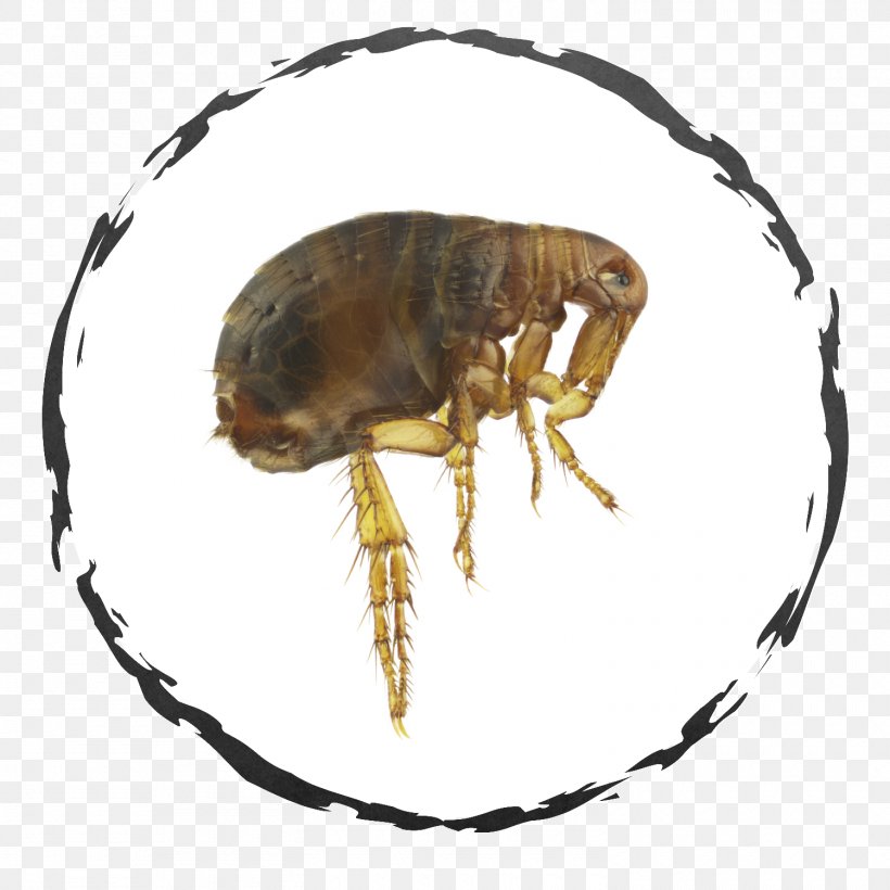 Flea Exodus Exterminating Inc. Insect Cockroach Bed Bug, PNG, 1500x1500px, Flea, Arthropod, Bed, Bed Bug, Bed Bug Bite Download Free