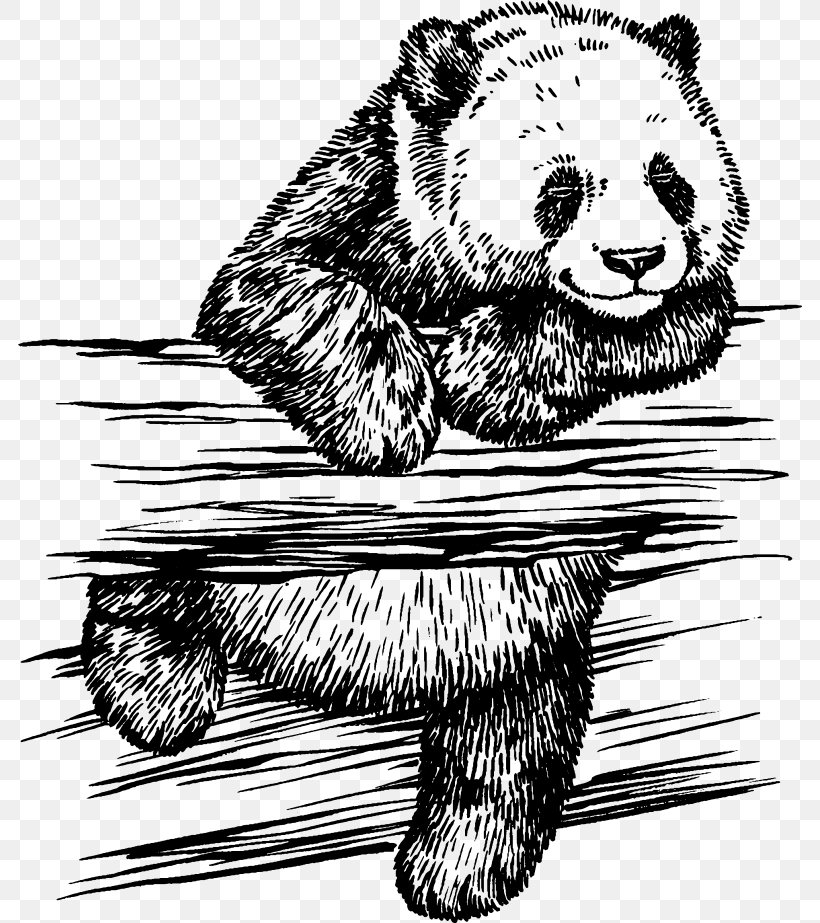 Giant Panda Drawing Photography Illustration, PNG, 784x923px, Giant Panda, Art, Bear, Beaver, Black And White Download Free