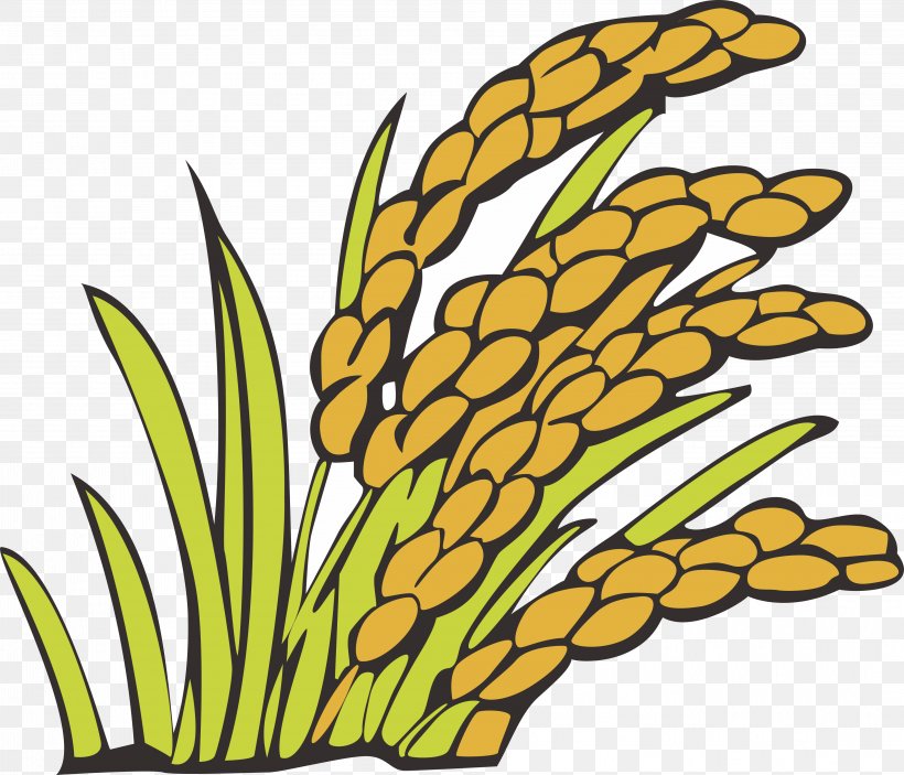 Grauds Crop Rice, PNG, 4028x3455px, Grauds, Artwork, Cereal, Commodity, Crop Download Free