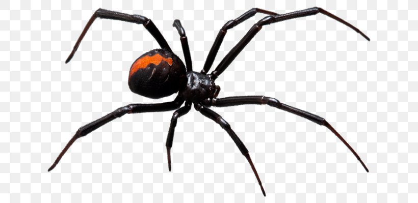 Redback Spider Spider Bite Spider Web Pest Control, PNG, 649x399px, Spider, Arachnid, Araneus, Arthropod, Black House Spider Download Free