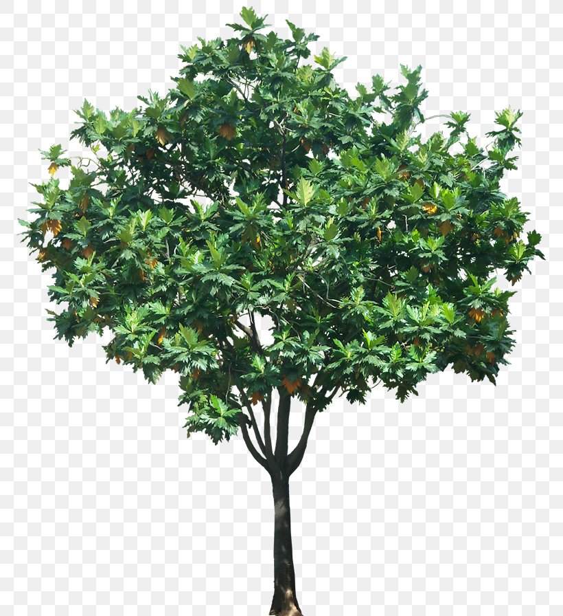 Tree Plant, PNG, 781x896px, Tree, Branch, Evergreen, Flowerpot, Houseplant Download Free