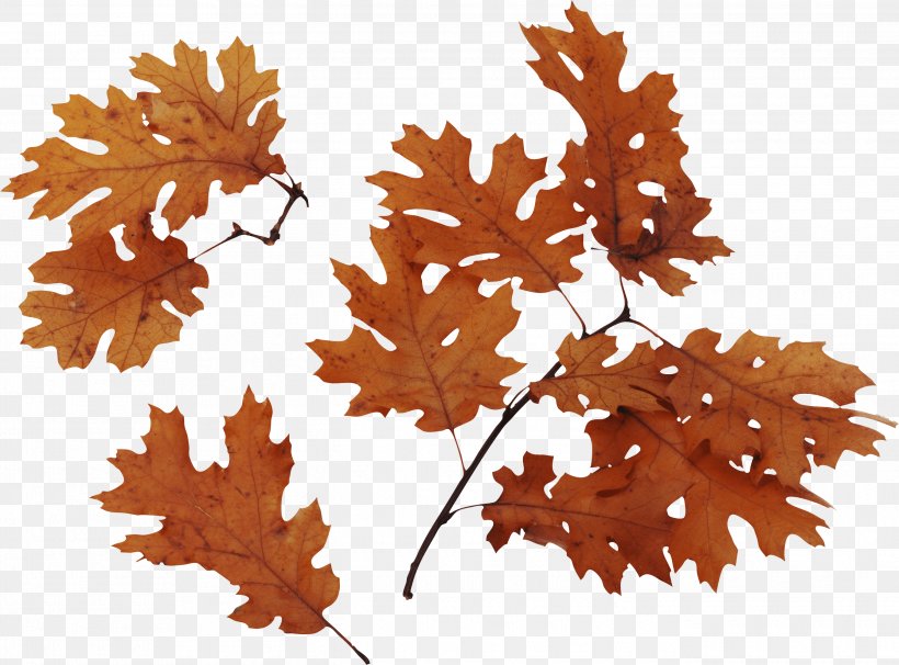 Autumn Leaf Color, PNG, 2690x1990px, White Oak, Acorn, American Sweetgum, Autumn, Autumn Leaf Color Download Free