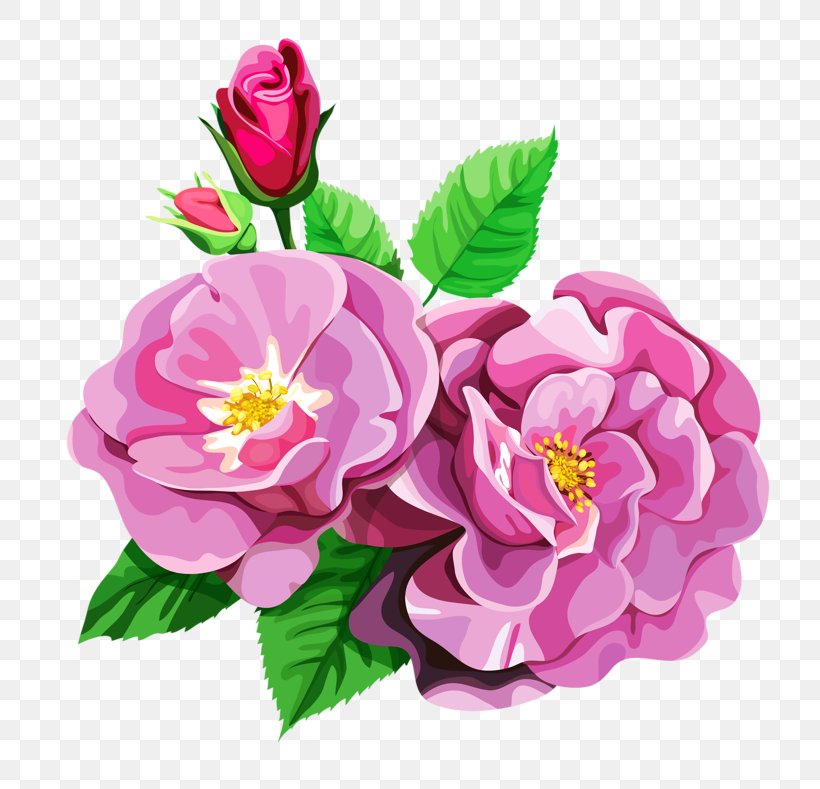 Centifolia Roses Garden Roses Flower Bouquet Clip Art, PNG, 800x789px, Centifolia Roses, Annual Plant, Art, Artificial Flower, Camellia Download Free