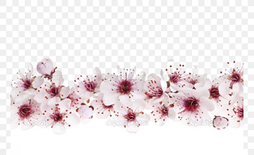 Cherry Blossom Stock Photography Royalty-free Clip Art, PNG, 752x500px, Cherry Blossom, Blossom, Branch, Can Stock Photo, Cherry Download Free