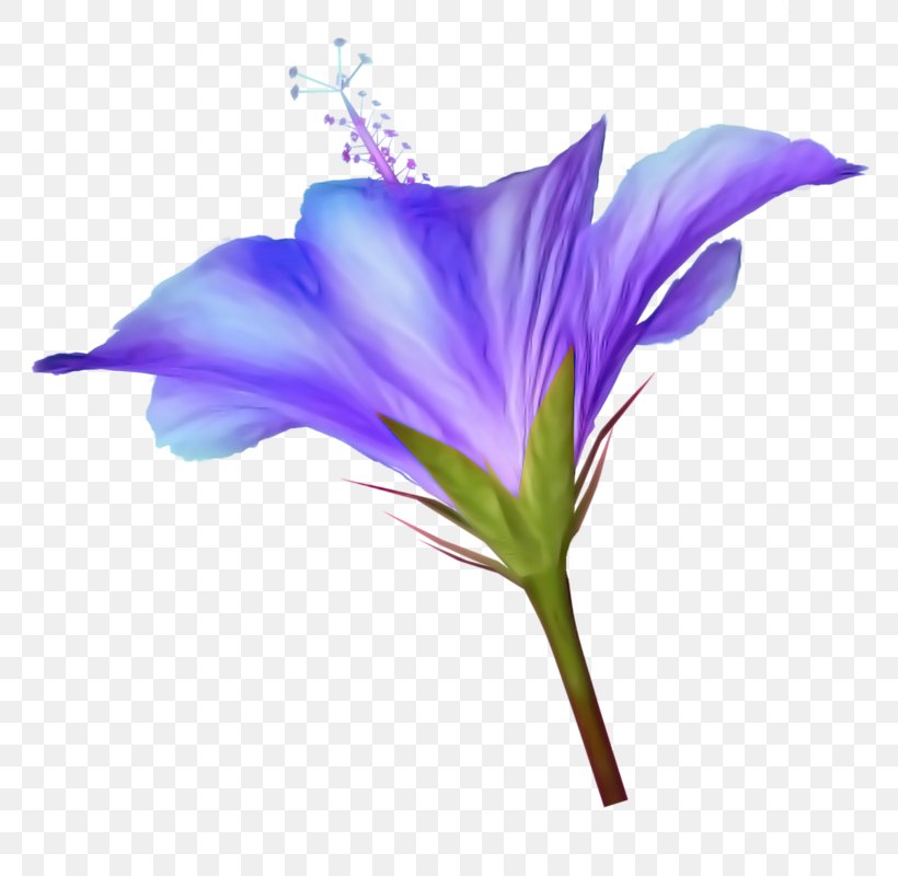 Clip Art Image Flower, PNG, 770x800px, Flower, Art, Bellflower Family, Crocus, Flora Download Free
