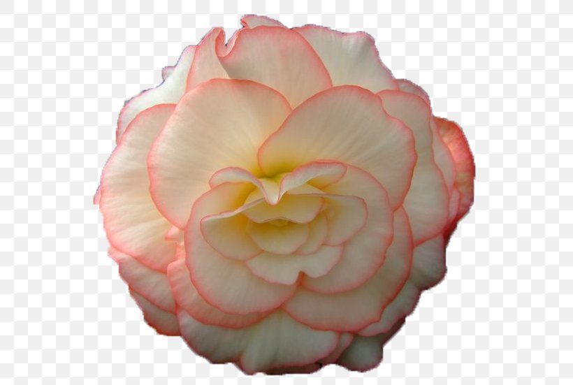 Computer Animation Garden Roses GIF Flower, PNG, 603x551px, Animation, Animated Film, Artificial Flower, Begonia, Cabbage Rose Download Free