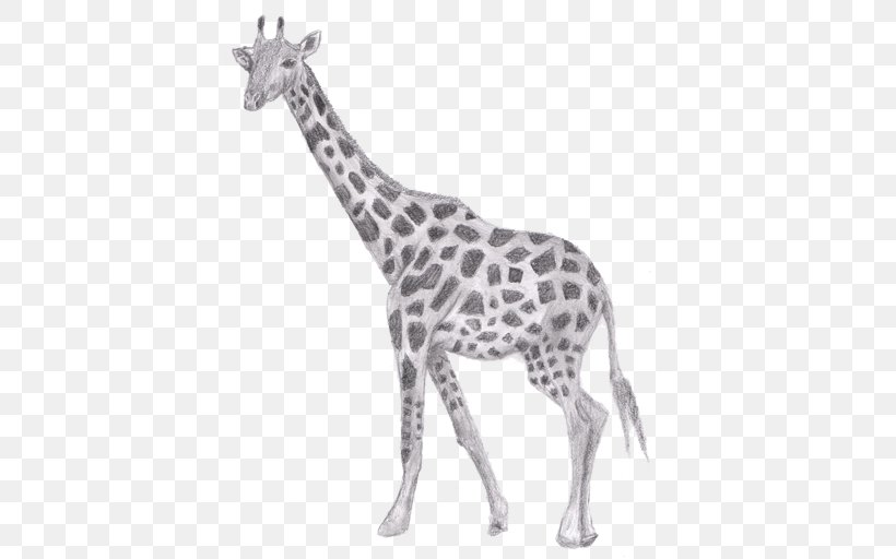 Giraffe Drawing Pencil Sketch, PNG, 512x512px, Giraffe, Animal Figure, Animation, Art, Art Museum Download Free