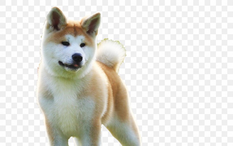Sakhalin Husky Akita Shikoku Dog Canaan Dog Puppy, PNG, 1920x1200px, Sakhalin Husky, Akita, Akita Inu, Animal, Canaan Dog Download Free