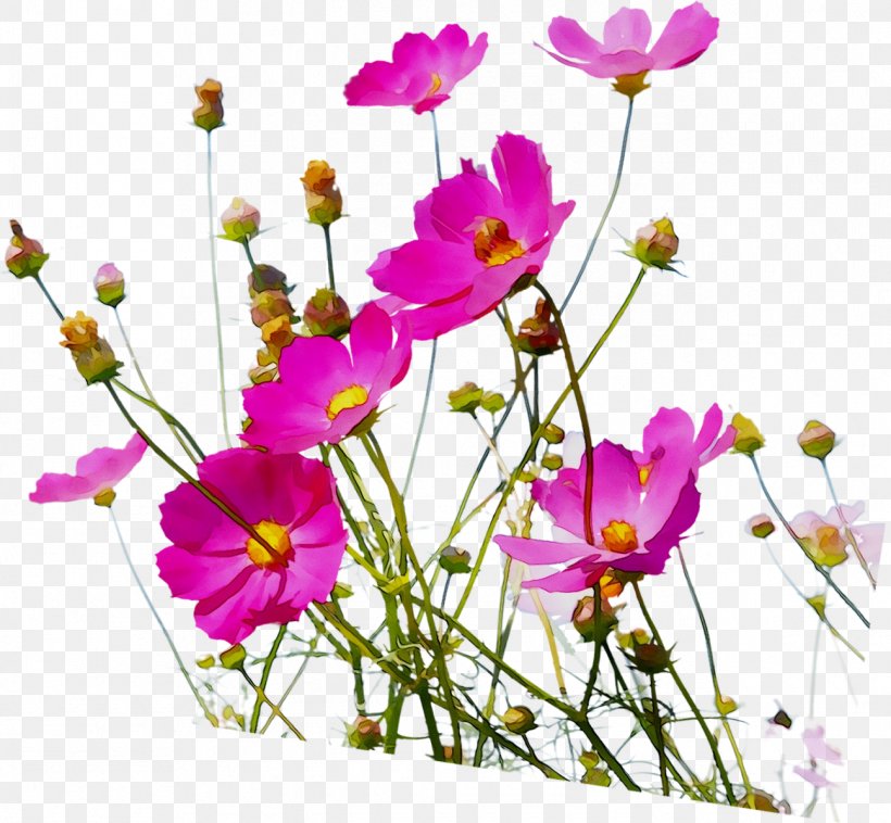 Garden Cosmos Floral Design Cut Flowers Annual Plant Plant Stem, PNG, 1295x1198px, Garden Cosmos, Annual Plant, Botany, Cosmos, Cut Flowers Download Free